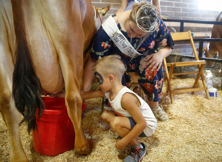 A young fairgoer gets a chance to milk a dairy cow during the Iowa State Fair.