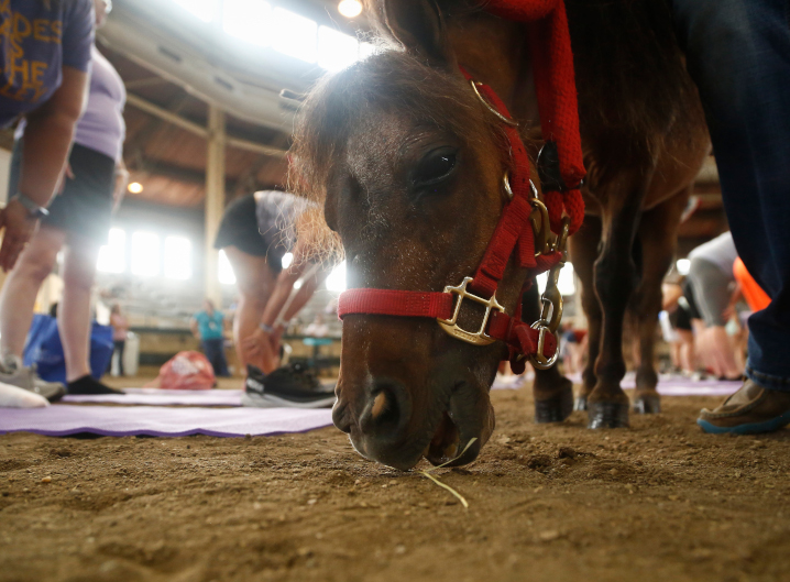 Mini horse at yoga at the Iowa State Fair