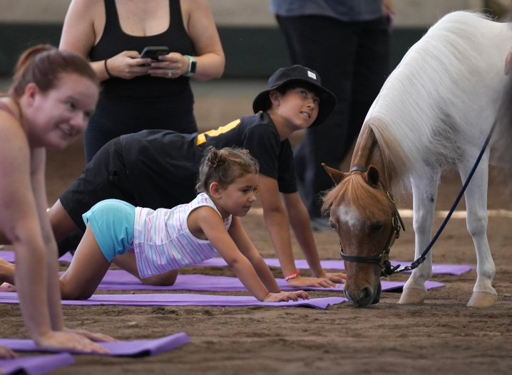 Mini horse yoga participants