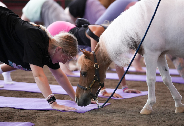 mini horse yoga participants