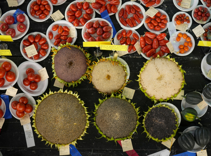 vegetables on a table for judging