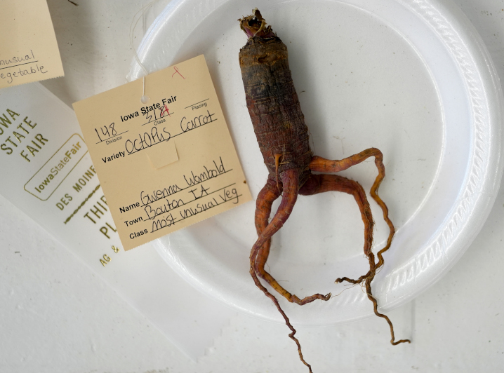 close up of a root vegetable being judged