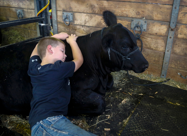 Edwin Warren, 8, of New Sharon, hugs his Simmental cow, Lady, at the cattle barn during the Iowa State Fair