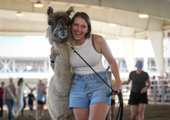 fairgoer participating in lllama limbo