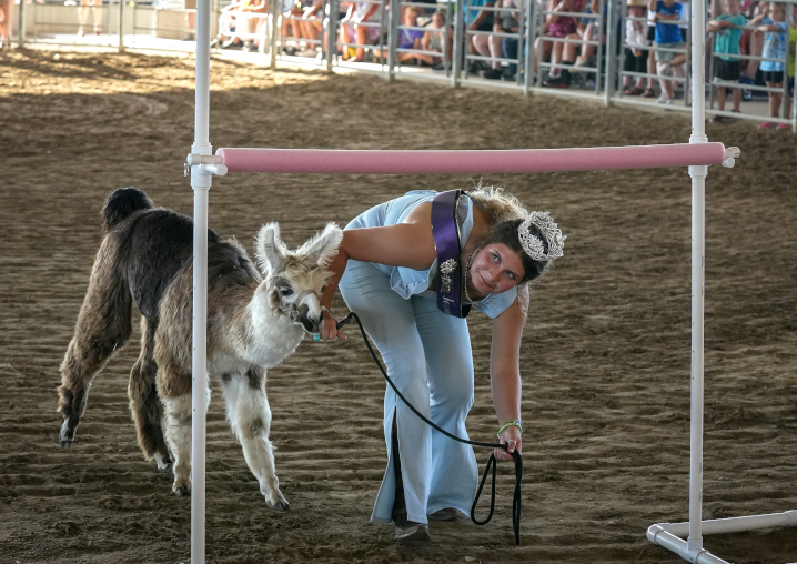 Iowa State Fair Queen participating in llama limbo