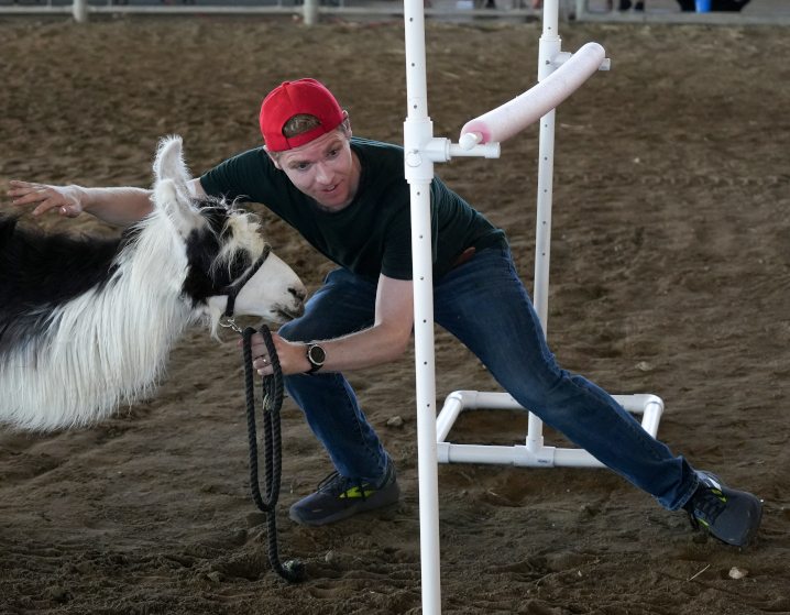 fairgoer participating in lllama limbo