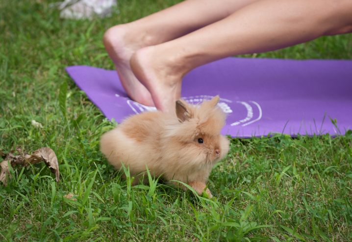 bunny at the Iowa State Fair bunny yoga