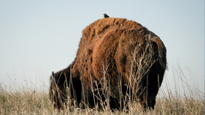 Bison at Neal Smith Refuge