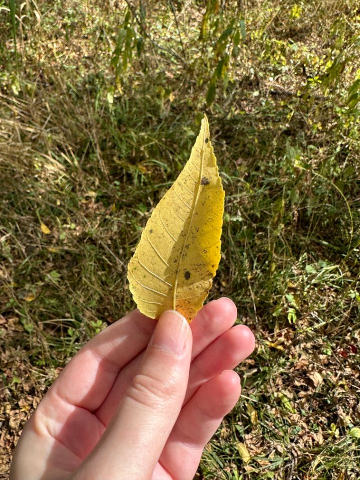 front of a black walnut leaf