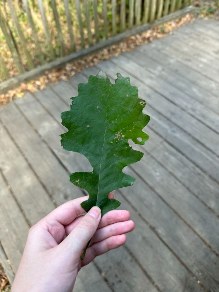 front of a bur oak leaf