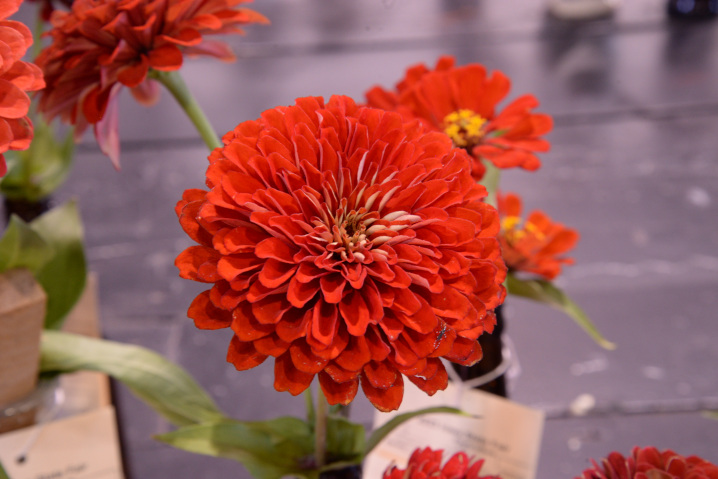 Flowers on display at the Agriculture Building at the Iowa State Fair.