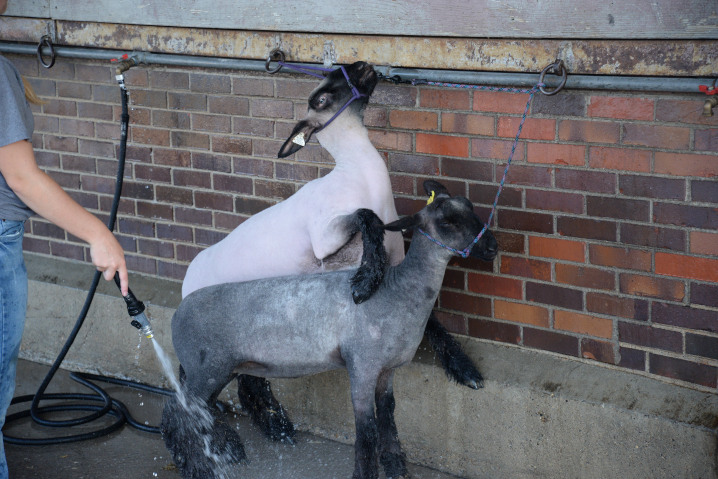 Washing off two sheep outside before the Breeding Sheep Show