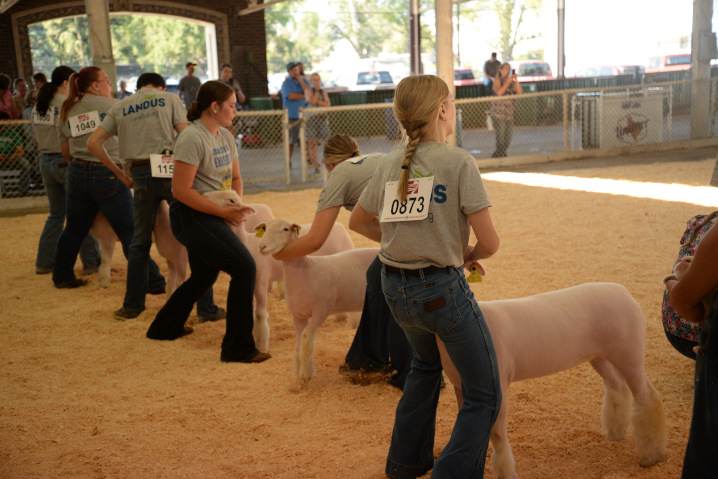 Breeding sheep show in the ring with young FFA members