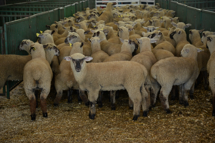 sheep waiting in a pen to be used in the sheep shearing contest