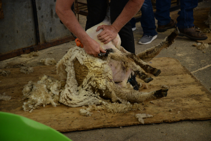 sheep being shorn as part of the Sheep Shearing Contest at the Iowa State Fair.