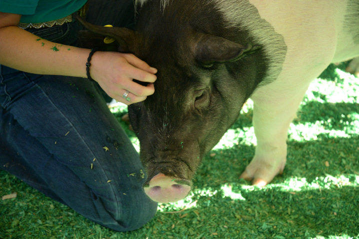 Bacon buddies pig