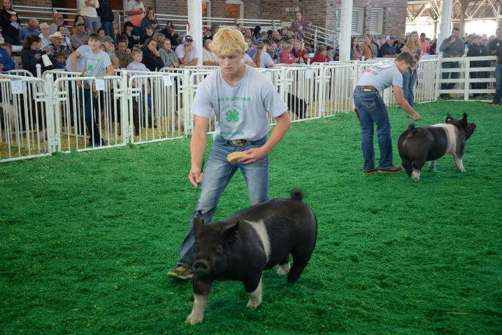4H Swine judging