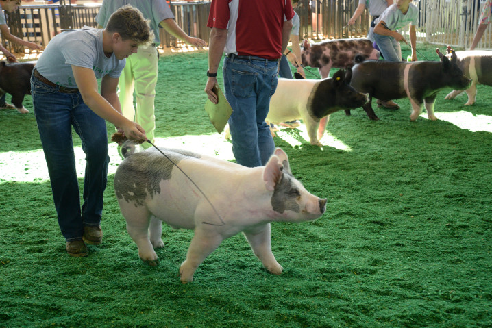 4H Swine judging