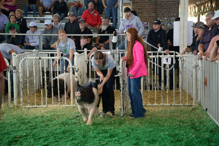 4H Swine judging