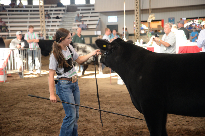 4H Steer judging participant