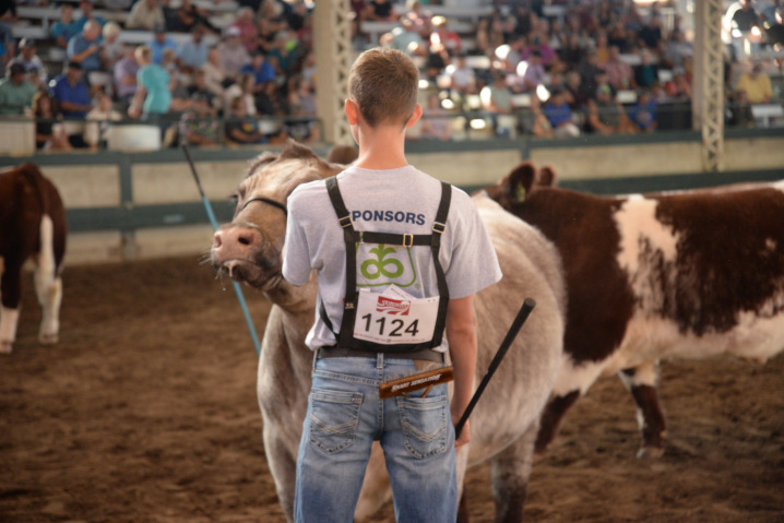 4H Steer judging participant