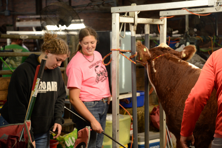 4H steer participants preparing their steer for the judging