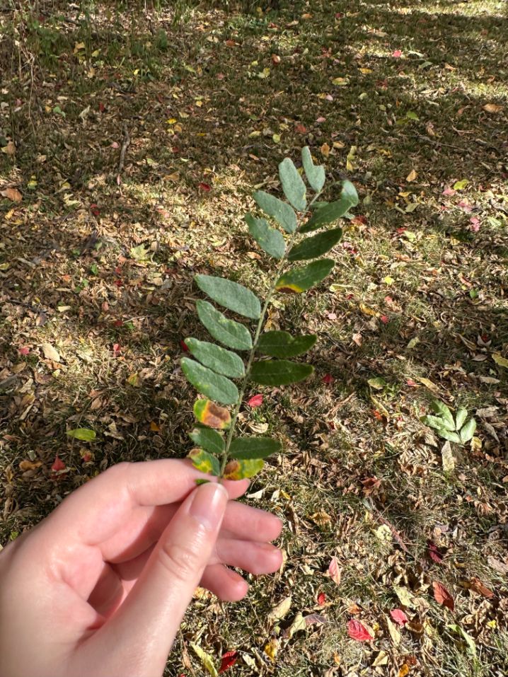 front of a honey locust leaf