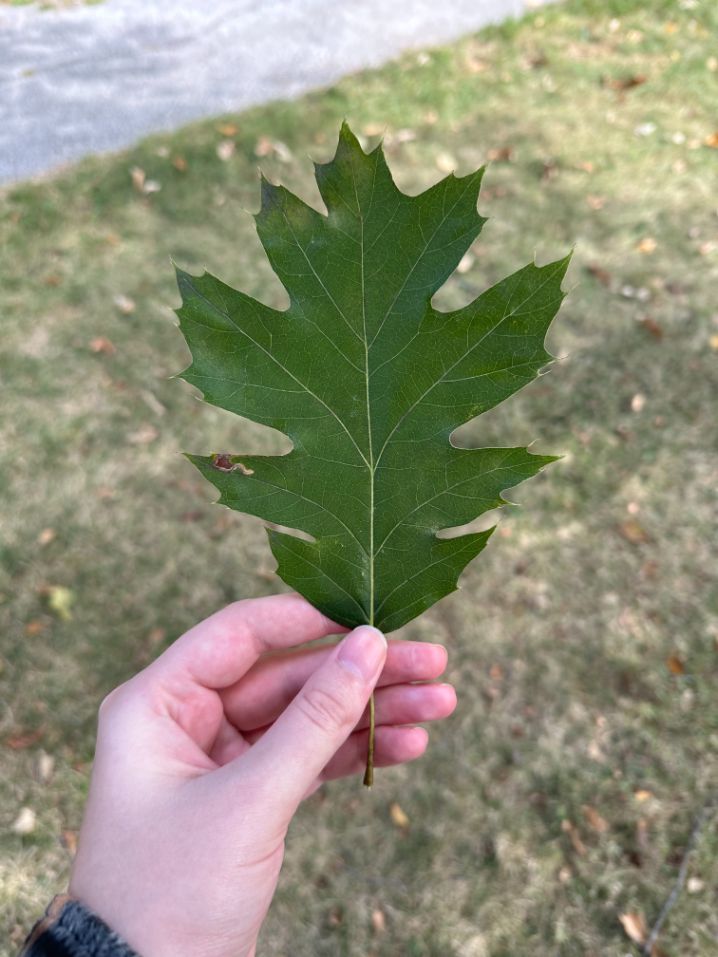 front of a northern red oak leaf
