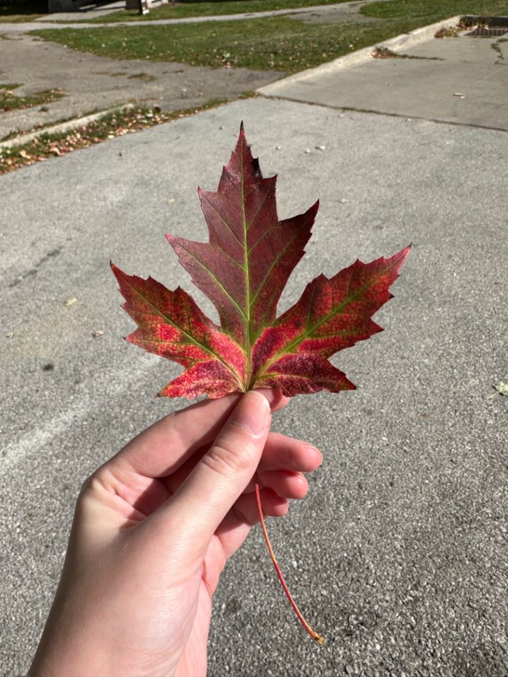 front of a silver maple leaf