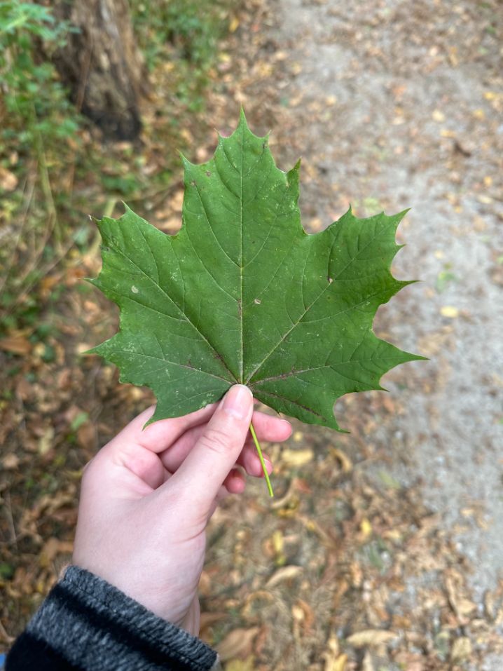 front of a sugar maple