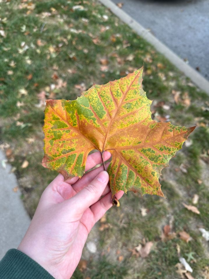 front of a sycamore leaf