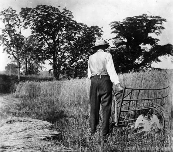 Harvesting Grain by Hand