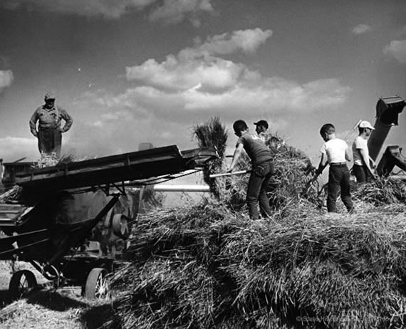 Threshing Crew at Work, 1953