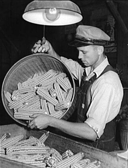 Inspecting Ears of Hybrid Seed Corn, 1939