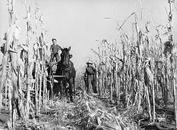 Husking Corn, 1939