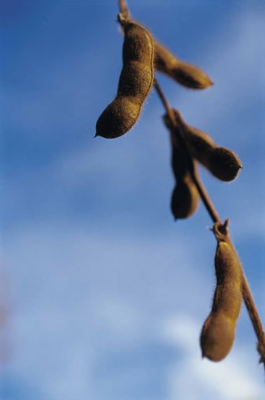 Soybeans in Pods Soybeans in Pods