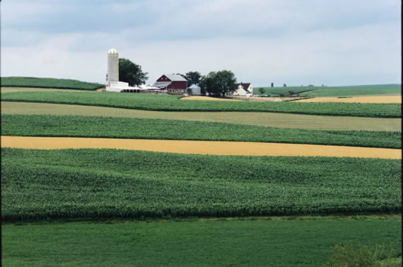 Farm Scene, 1999