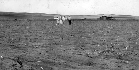 Crop Devastated By Grasshoppers, 1931