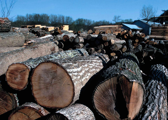 Logs at the Sawmill