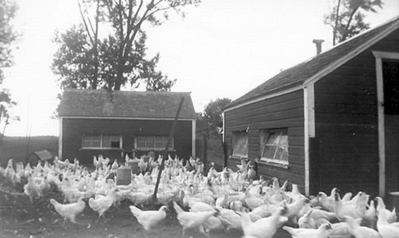 Chicken Yard, Grant Township, ca. 1940