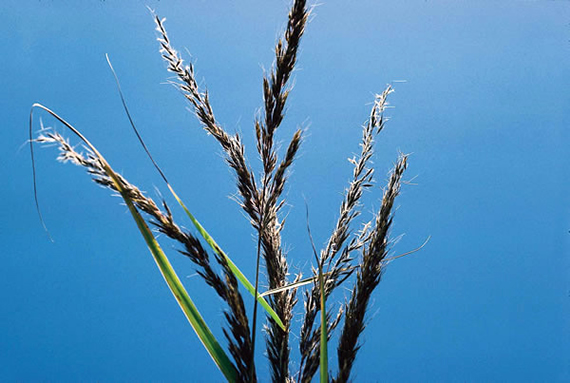 Indiangrass Seedhead