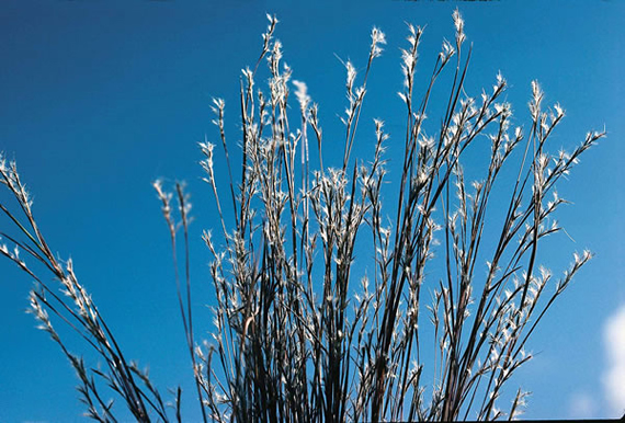 Little Bluestem Seedheads