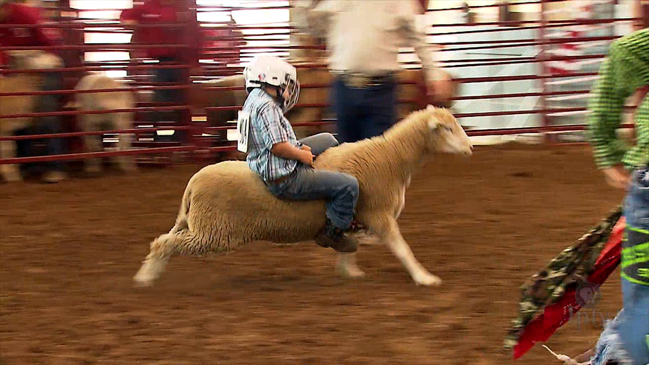How To Ride A Sheep