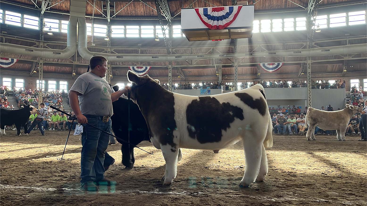 Birthday week was good for Iowa teen - Mason Shalla wins 4-H Grand Champion Market Steer