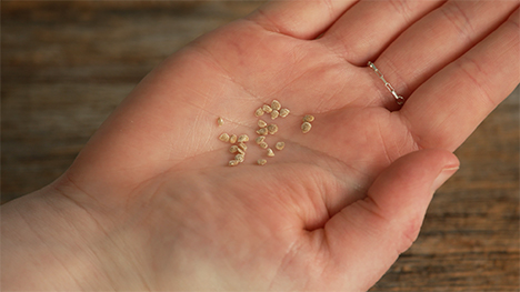 How Does a Seed Grown in Decorah Get To Your Own Garden? | Iowa PBS