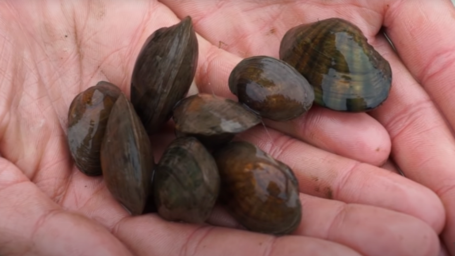 An image of a pair of cupped hands holding 8 small mussels.