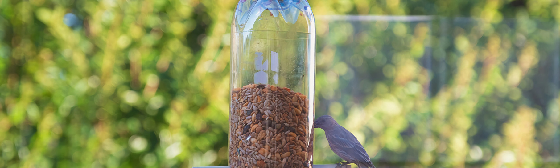 A bird eating from a plastic bottle bird feeder.