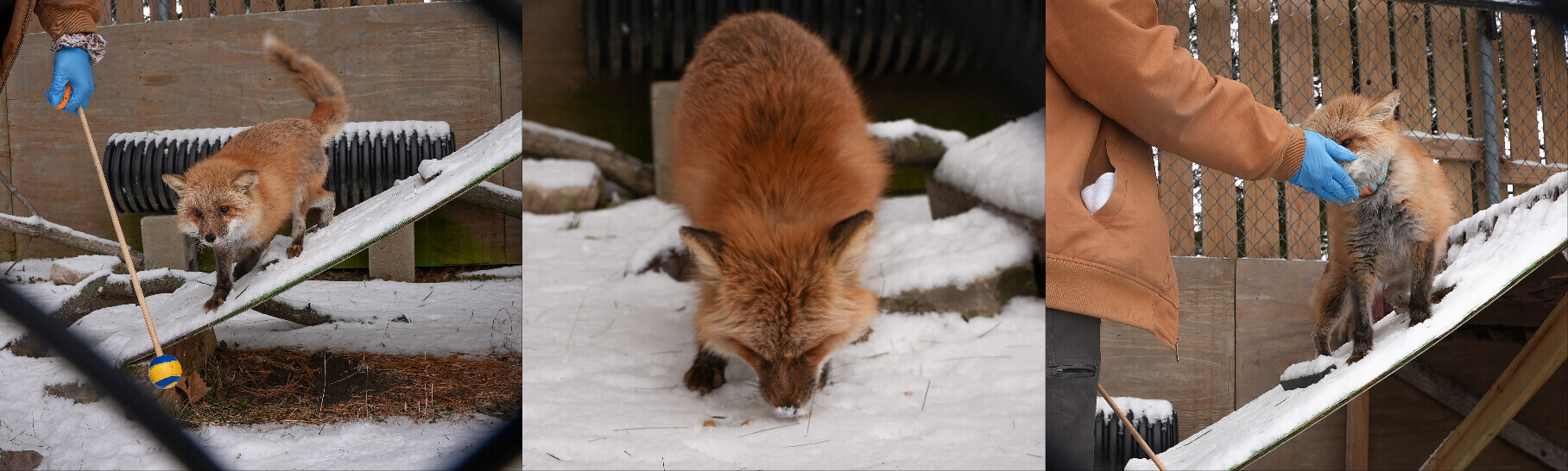 Photos of Penny the fox in rehabilitation training at the Blank Park Zoo