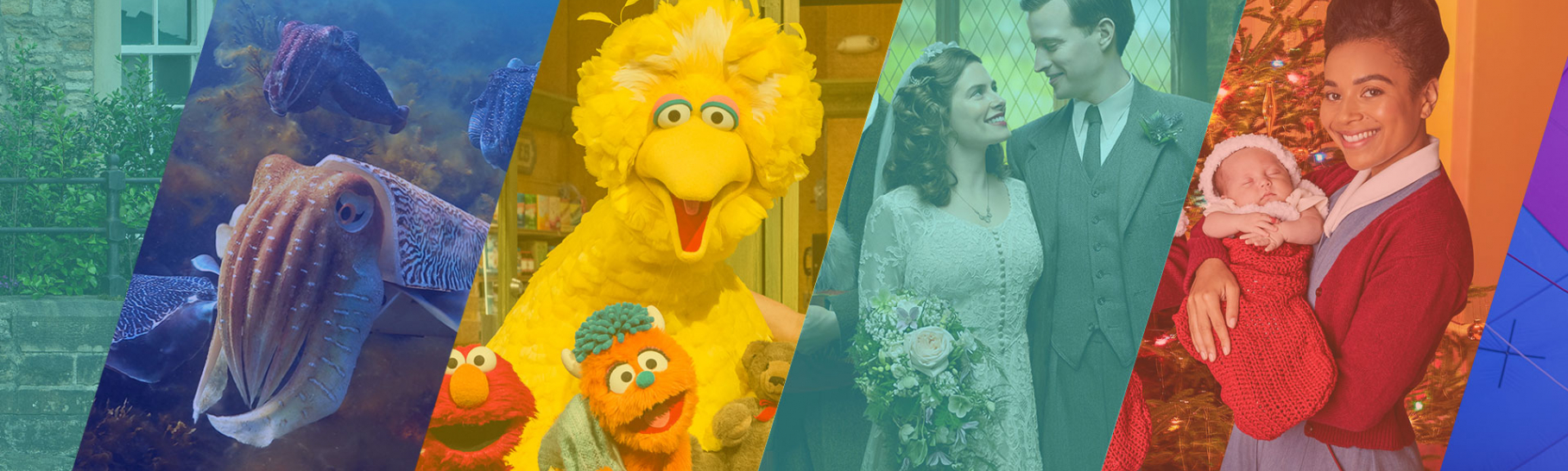 Nova, Sesame Street, Call the Midwife, All Creatures Great and Small.