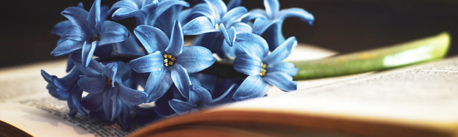 A bouquet of blue flowers rests on an open book.
